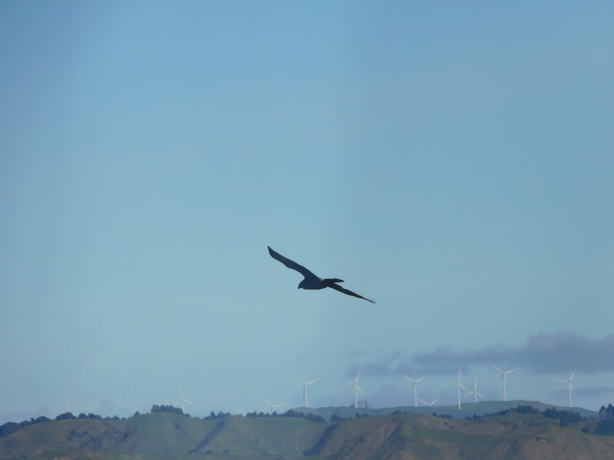 Swamp Harrier - ML463908481