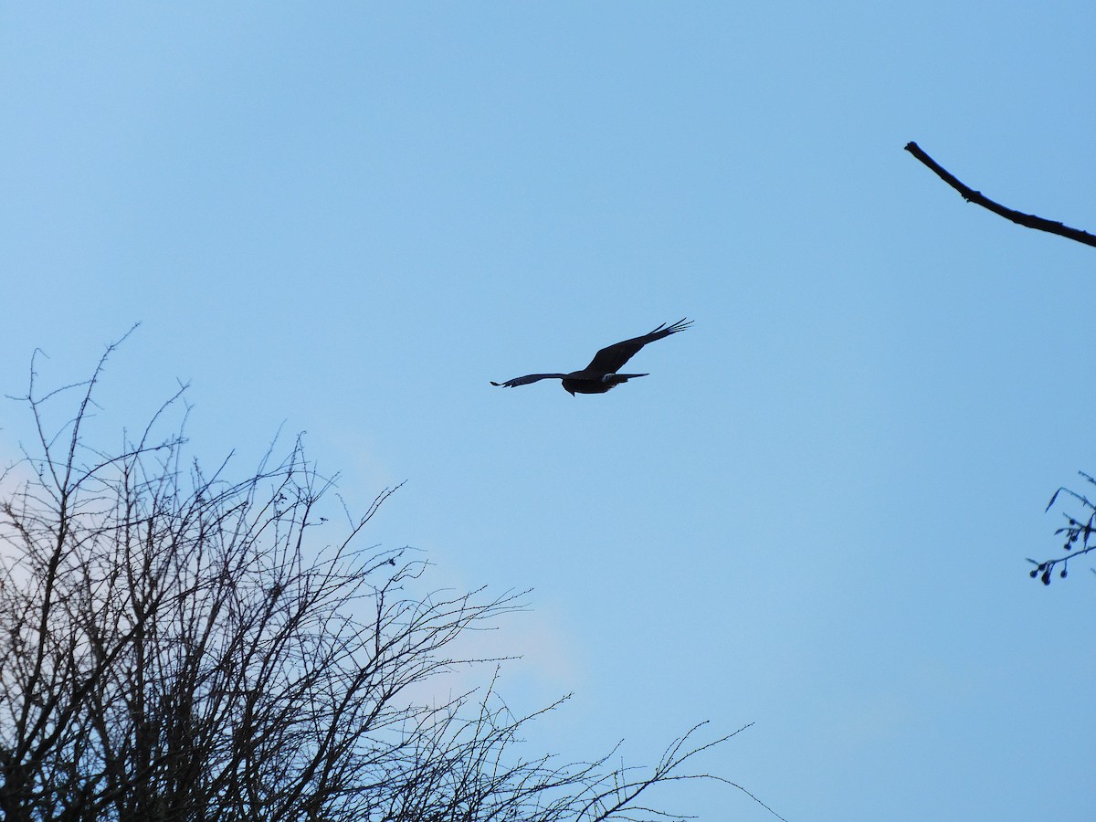 Swamp Harrier - ML463908491