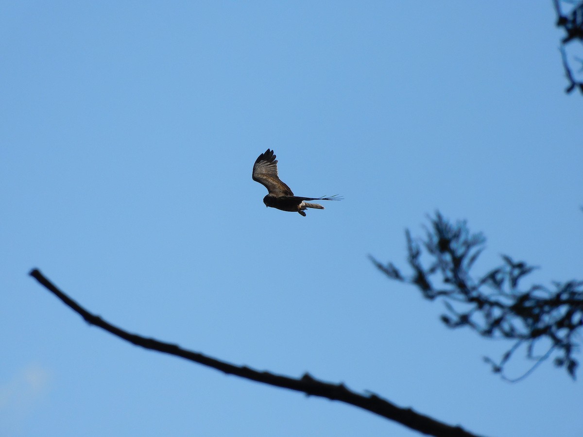 Swamp Harrier - ML463908521