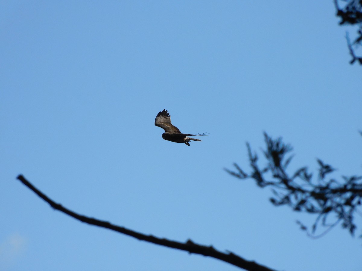 Swamp Harrier - ML463908531