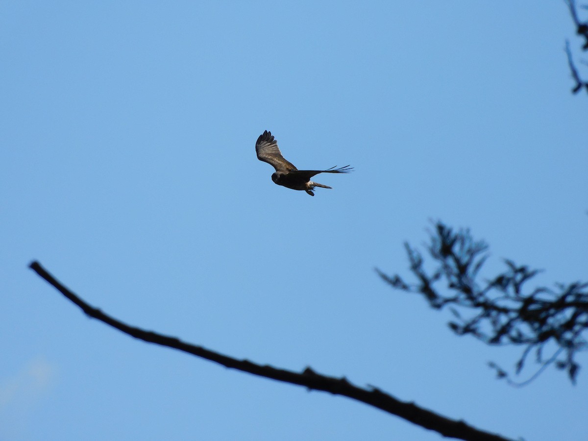 Aguilucho Lagunero del Pacífico - ML463908541