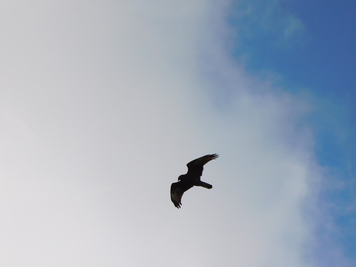 Swamp Harrier - ML463908631