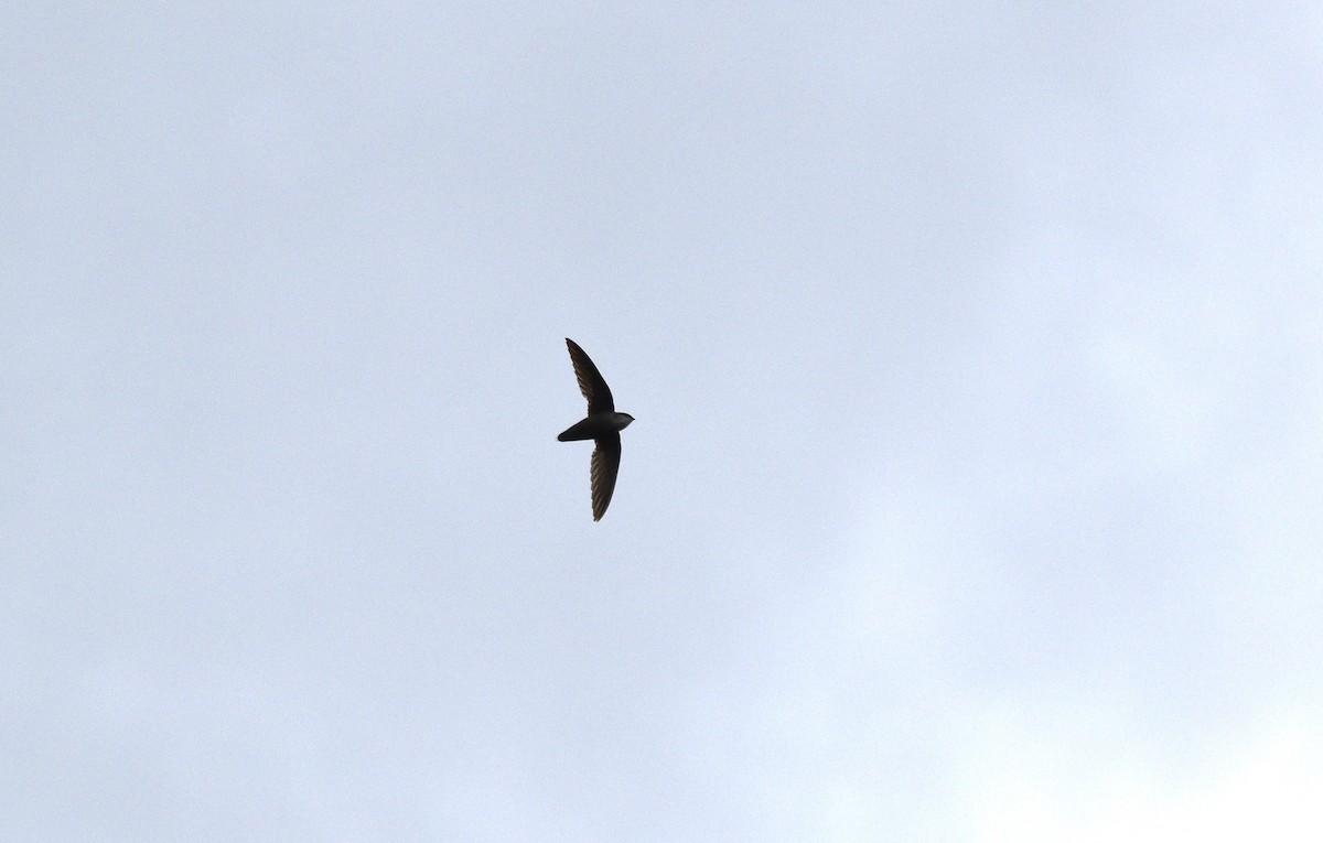 Chimney Swift - Devin Johnstone