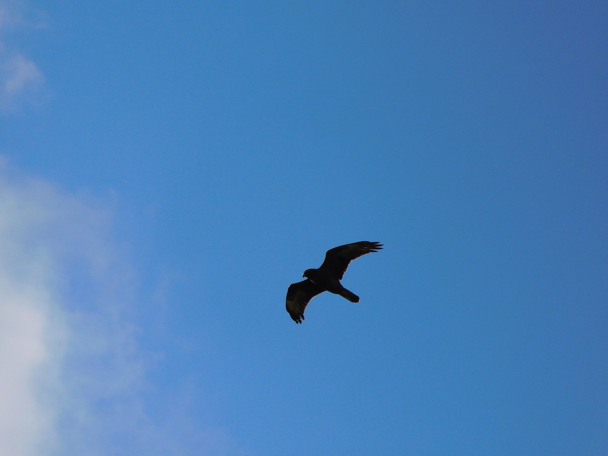 Swamp Harrier - ML463909361