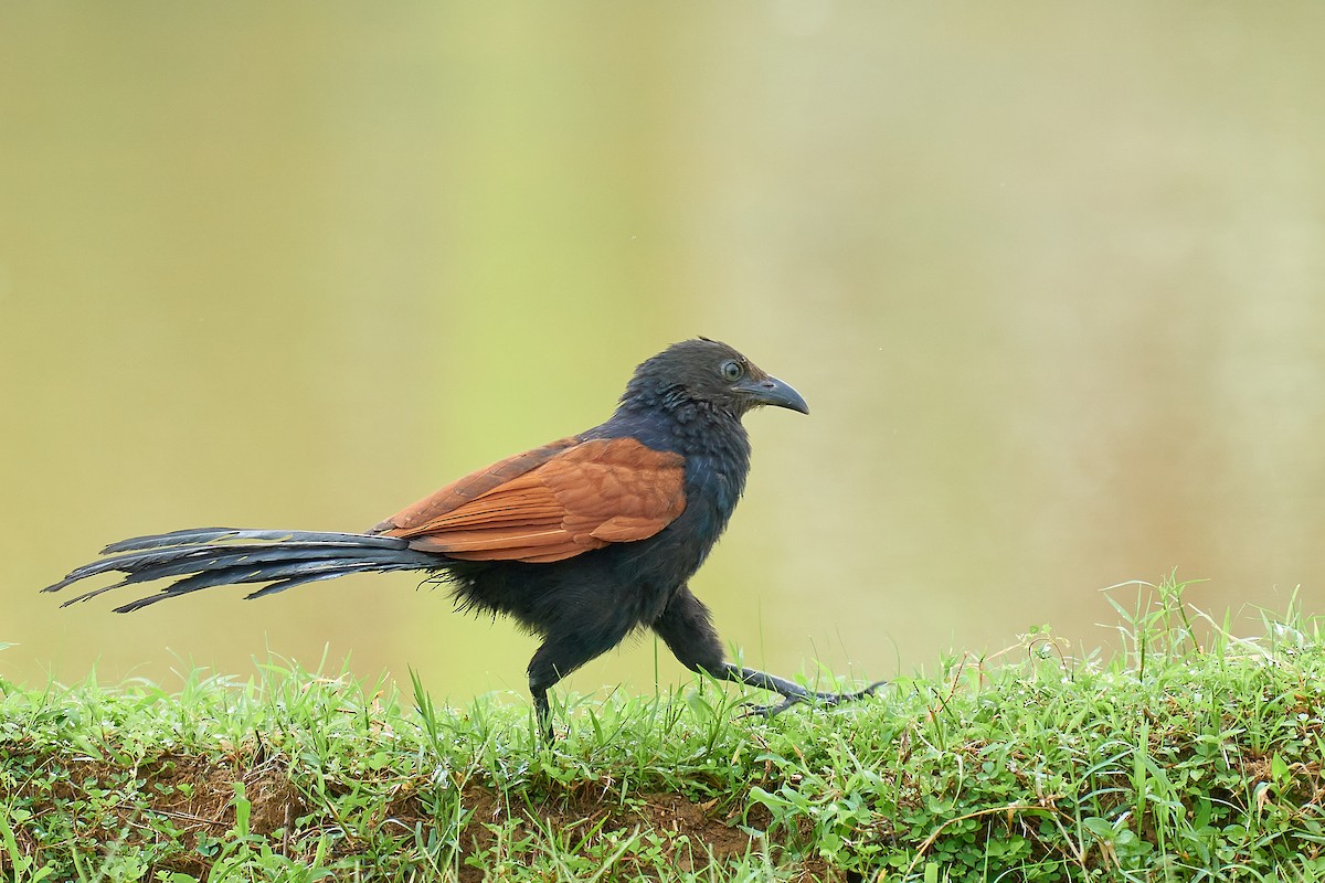 Grand Coucal - ML463909781