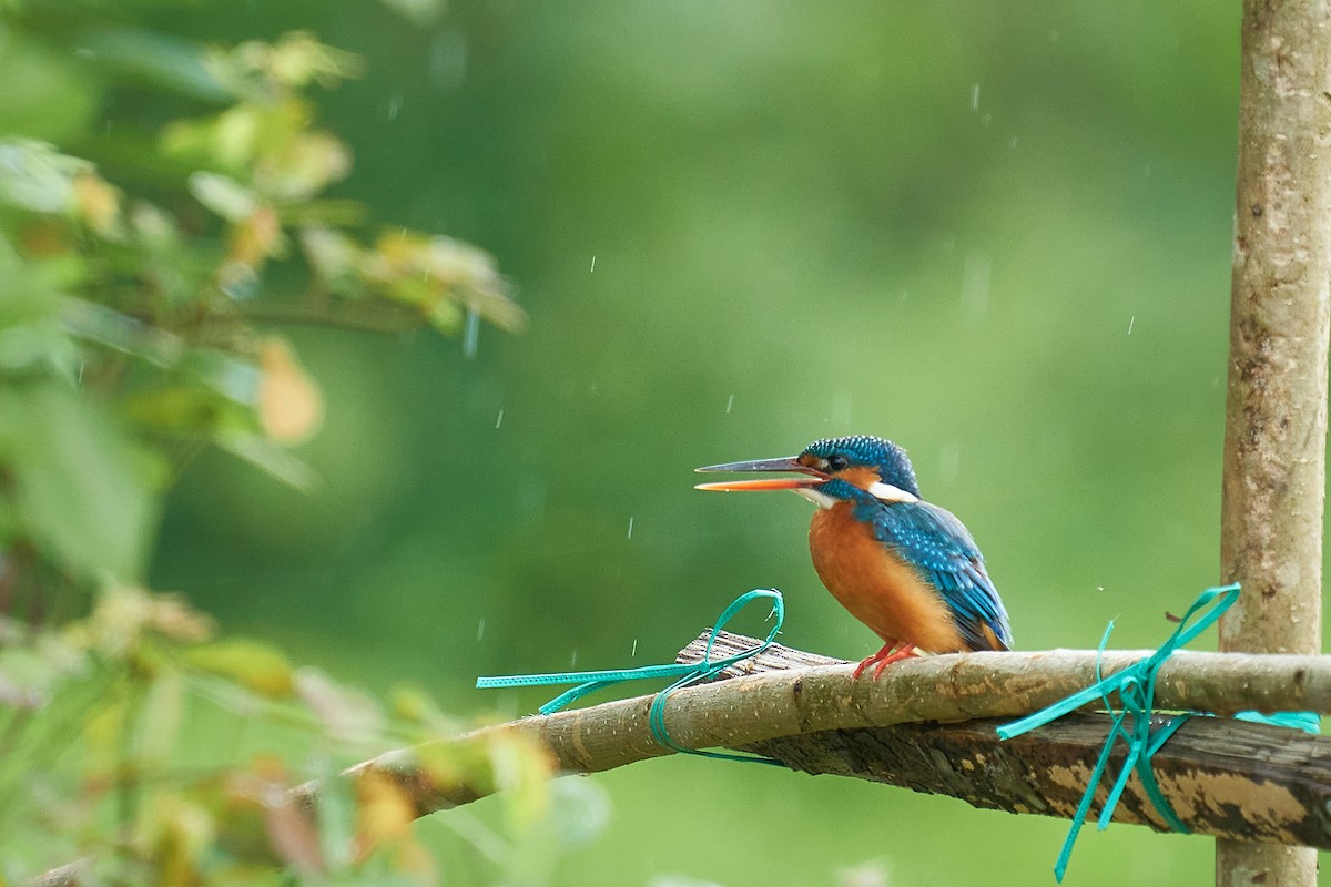 Common Kingfisher - Raghavendra  Pai