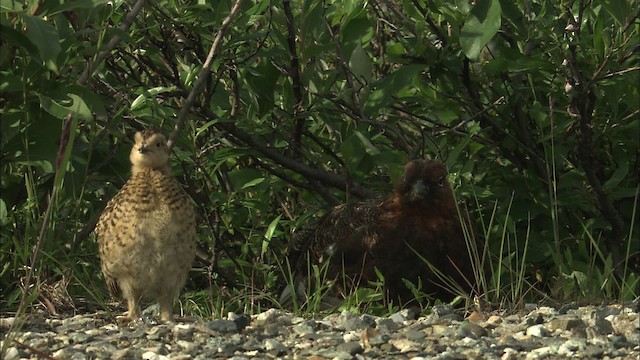 Willow Ptarmigan - ML463911