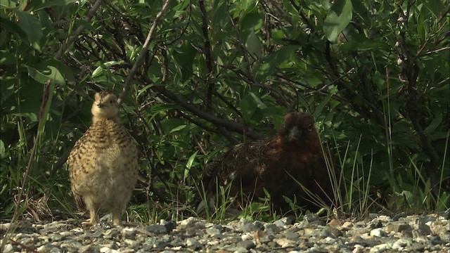 Kar Tavuğu [lagopus grubu] - ML463911