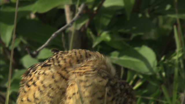 Willow Ptarmigan (Willow) - ML463912