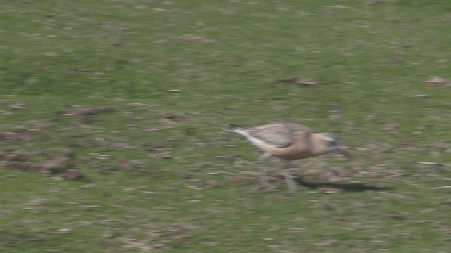 Red-breasted Dotterel - ML463912021
