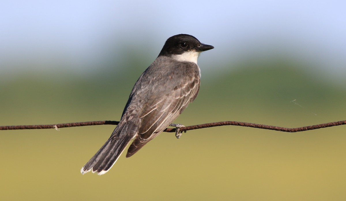 Eastern Kingbird - ML463914231