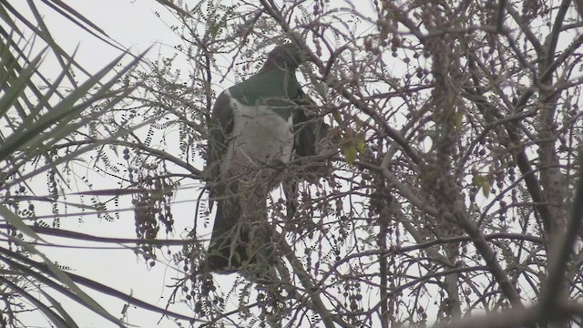 New Zealand Pigeon - ML463914541