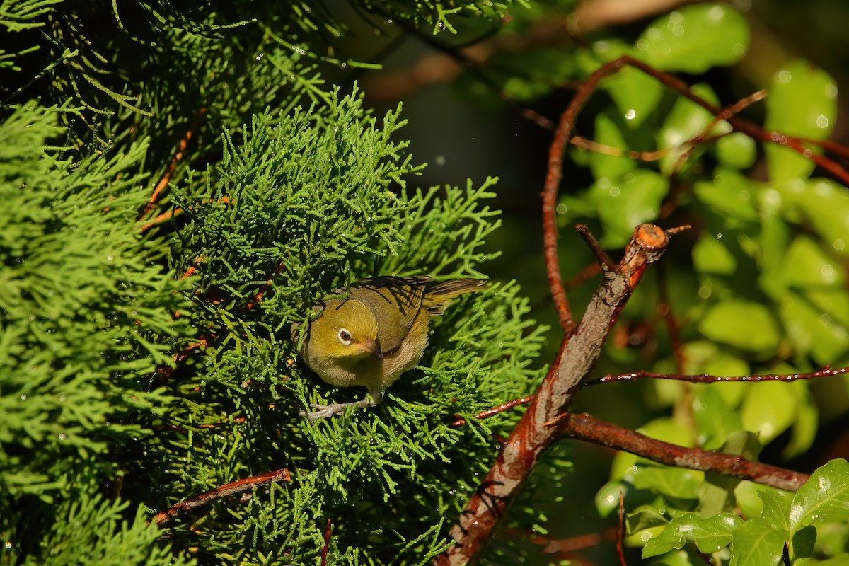 Silvereye - Bruce  Hornsey