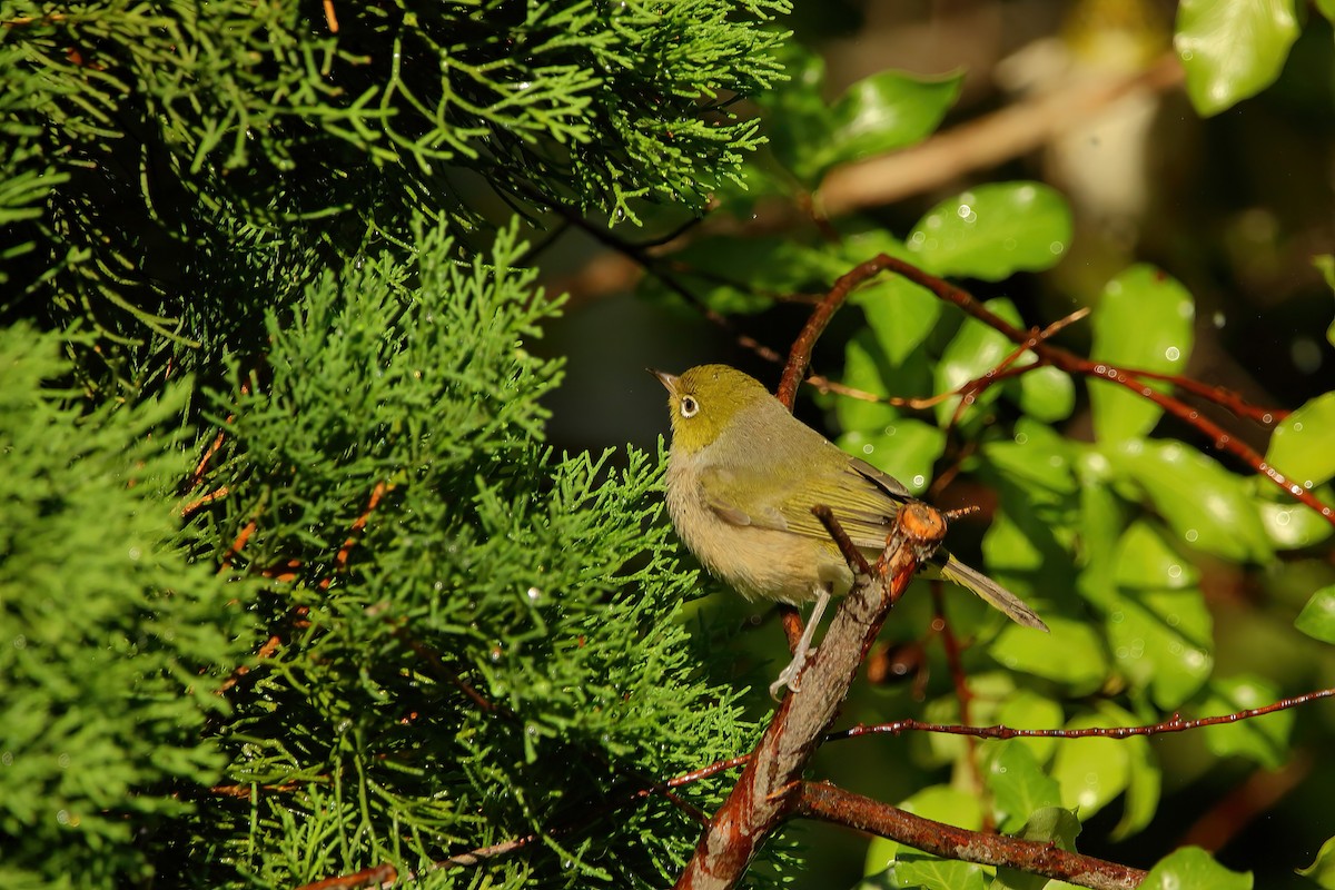 Silvereye - ML463915071