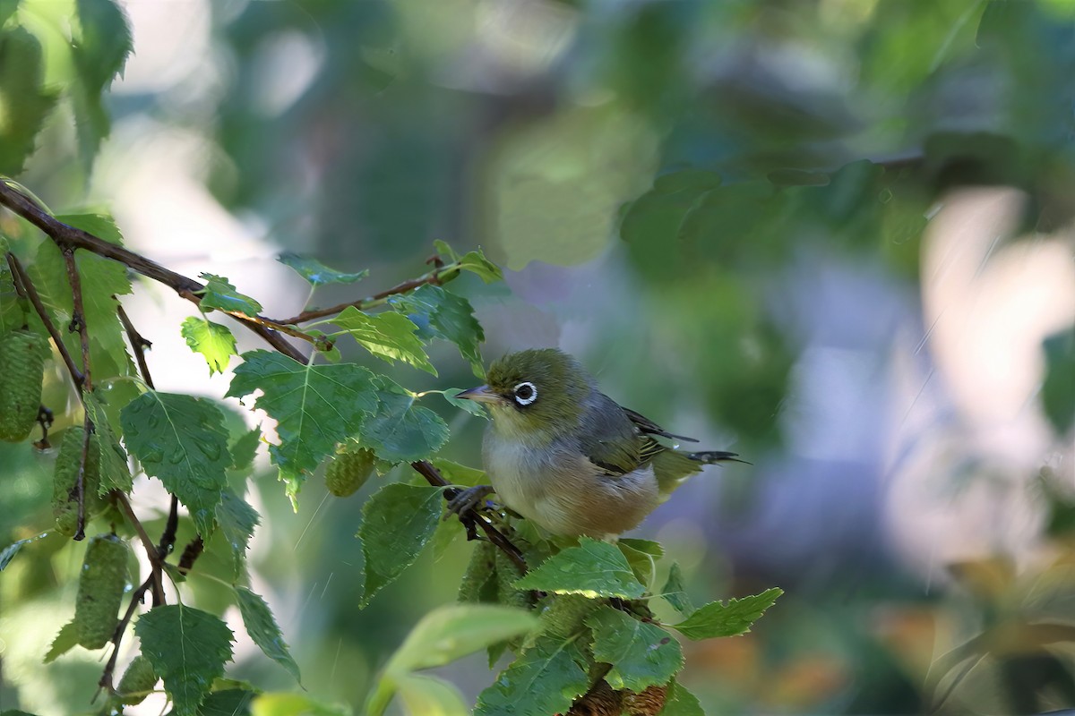 Silvereye - ML463915081