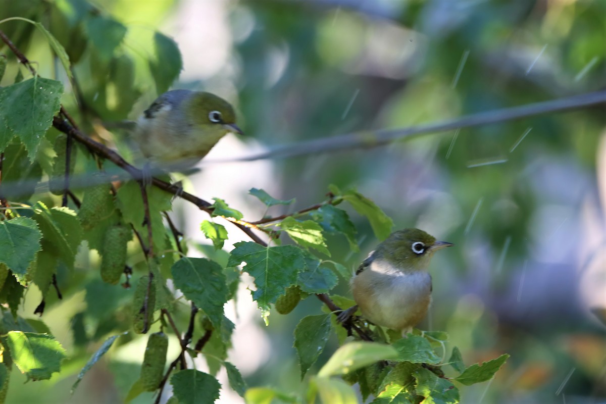 Silvereye - ML463915091