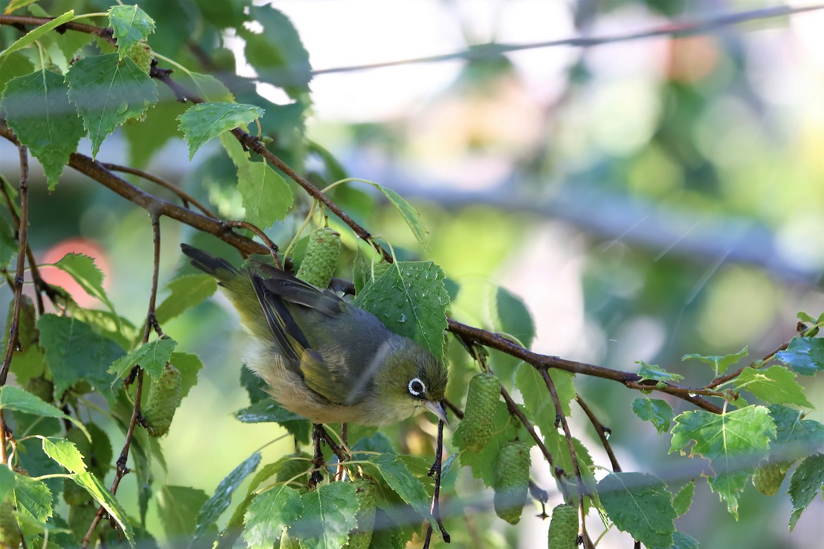 Silvereye - ML463915101