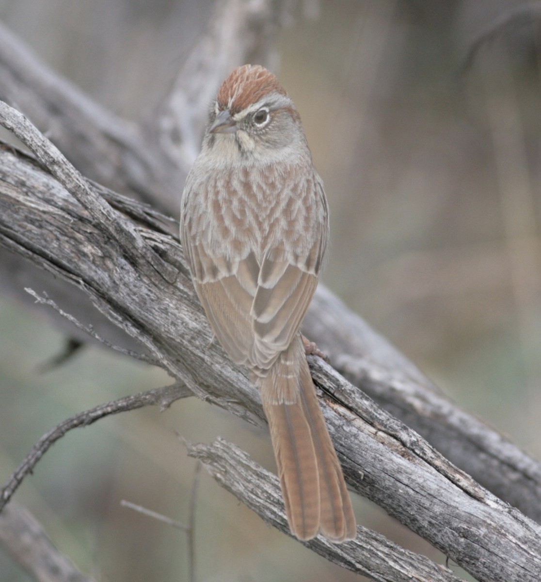 Rufous-crowned Sparrow - ML46391511