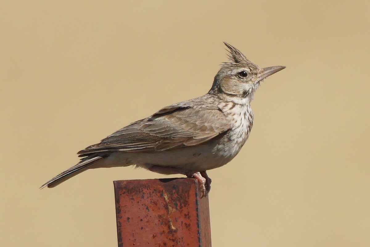 Crested Lark - ML463915191