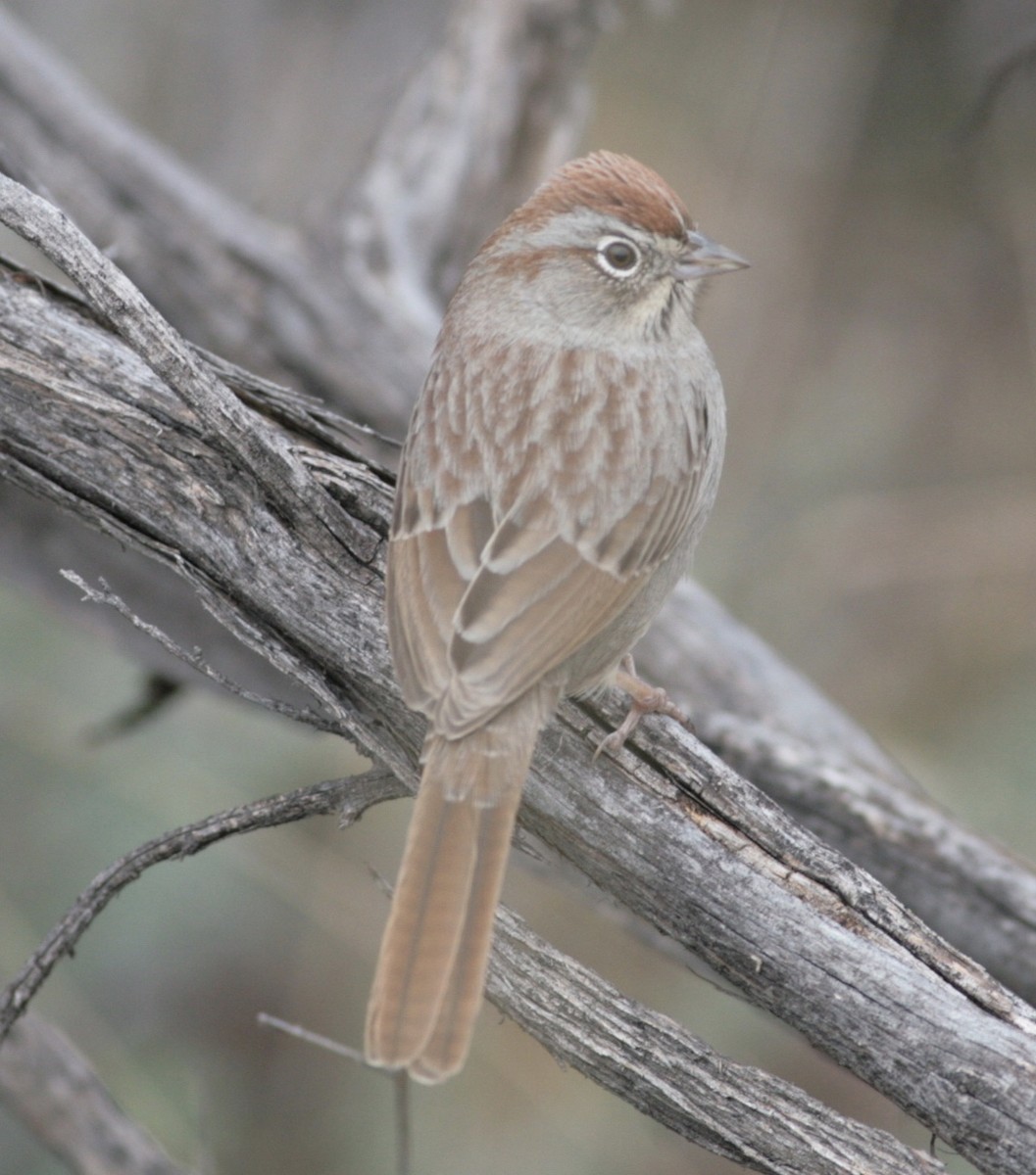 Rufous-crowned Sparrow - ML46391521