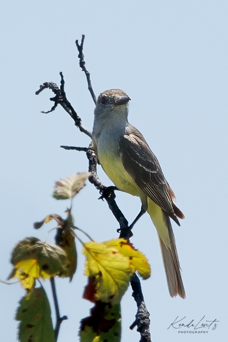 Great Crested Flycatcher - ML463915391