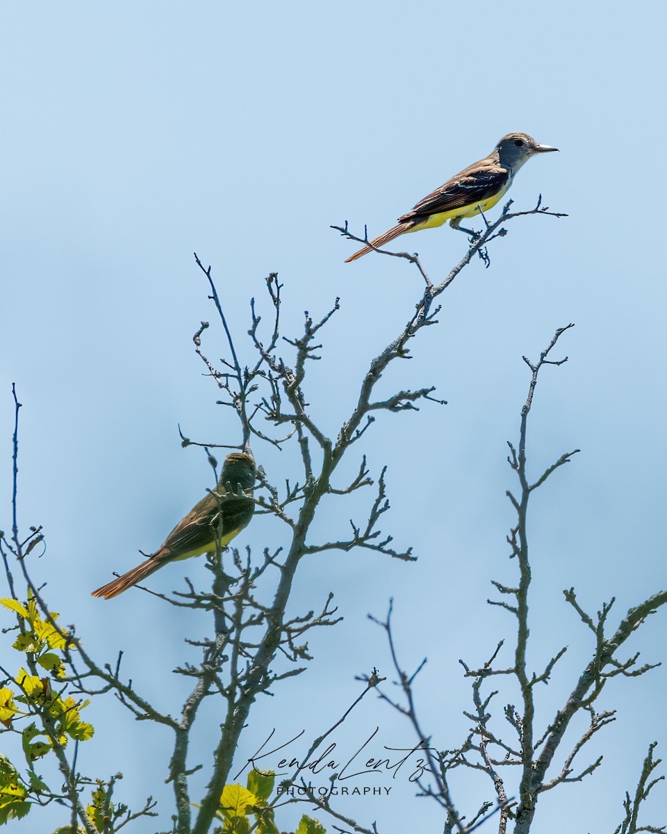 Great Crested Flycatcher - ML463915401