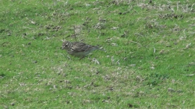 Pipit de Nouvelle-Zélande - ML463915781