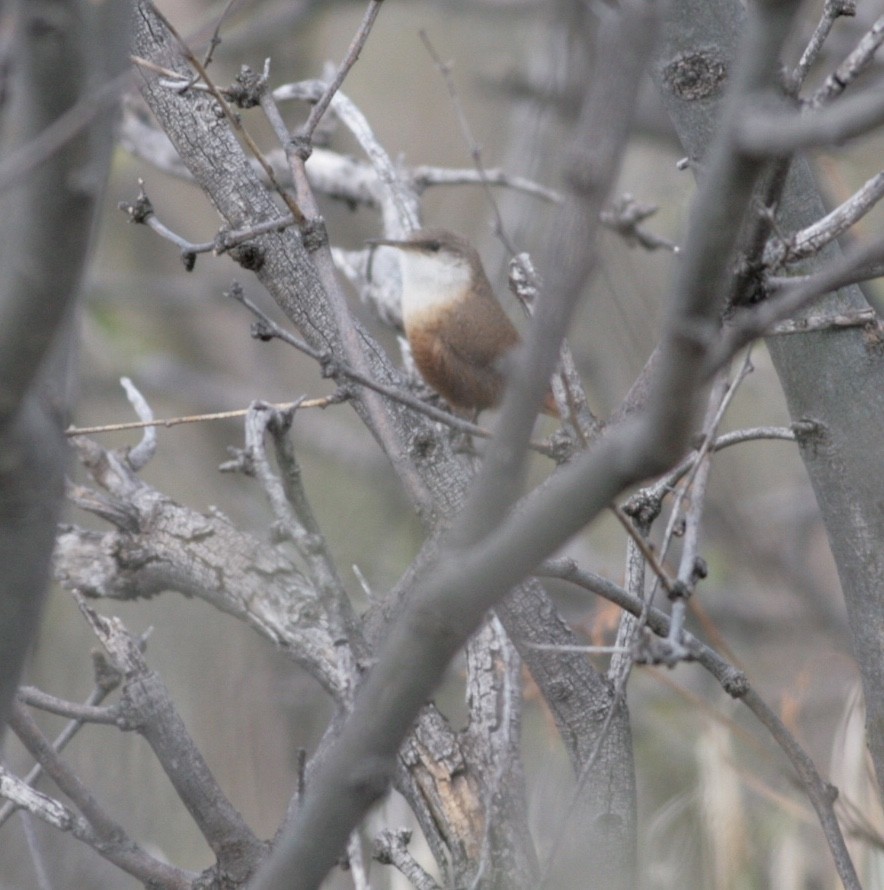 Canyon Wren - ML46391581