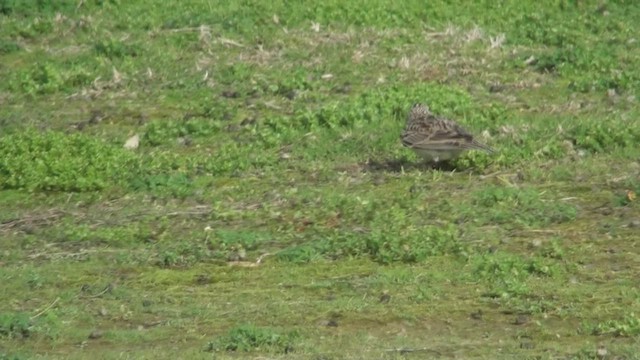 New Zealand Pipit - ML463915981