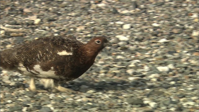 Willow Ptarmigan (Willow) - ML463916