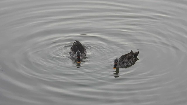 Indian Spot-billed Duck - ML463916151