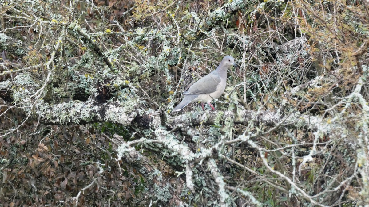 White-tipped Dove - ML463916201