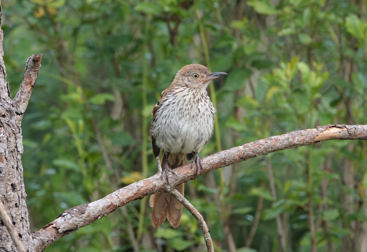 Brown Thrasher - Mark Goodwin