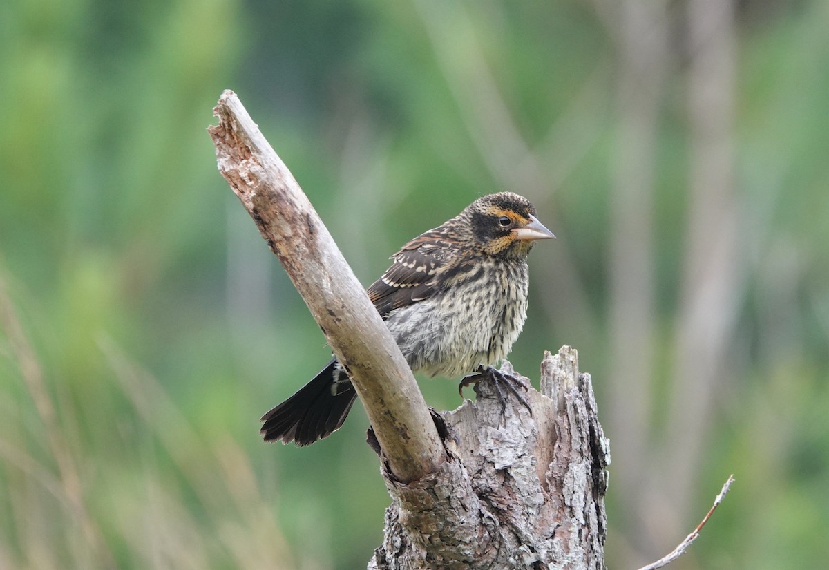 Red-winged Blackbird - ML463917171