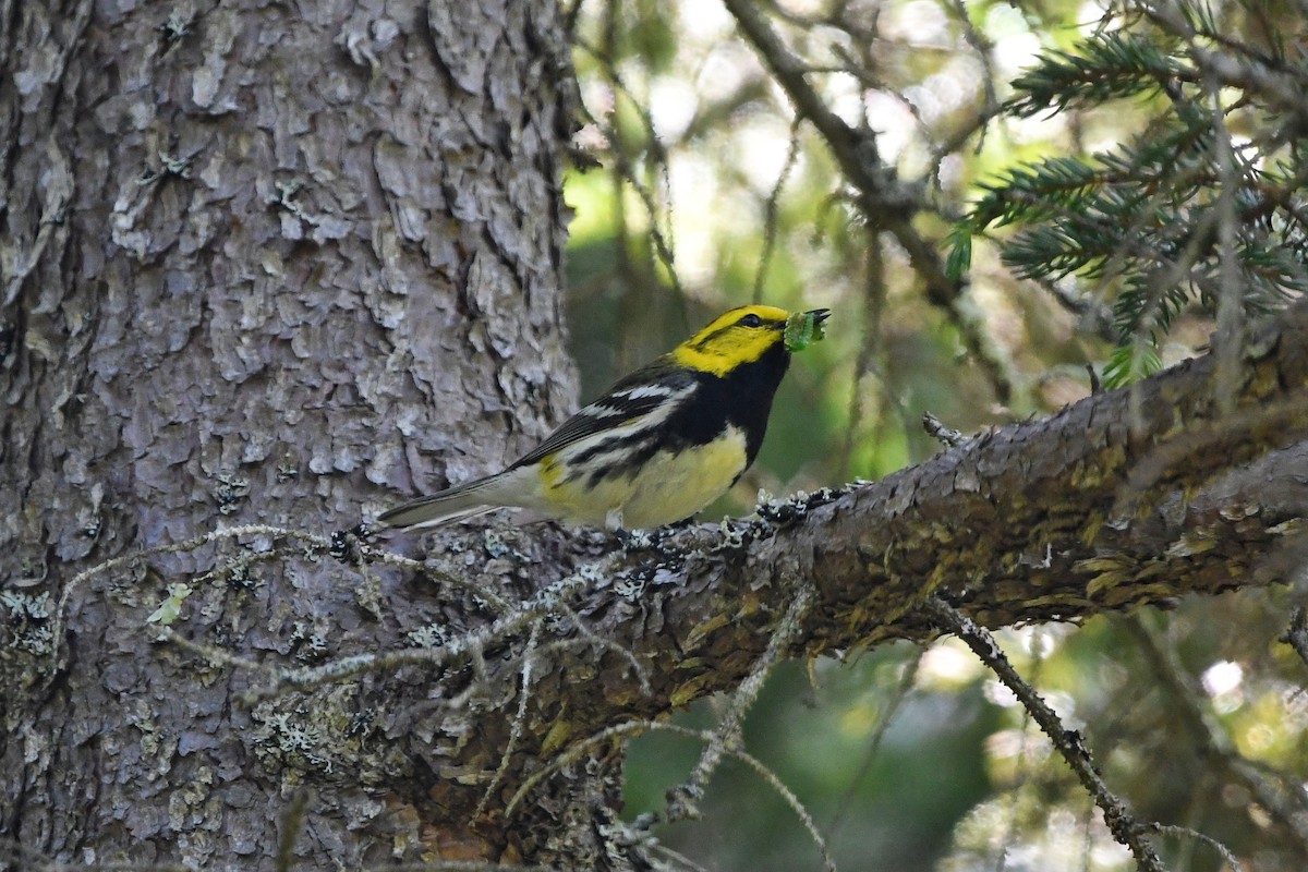 Black-throated Green Warbler - Dan O'Brien