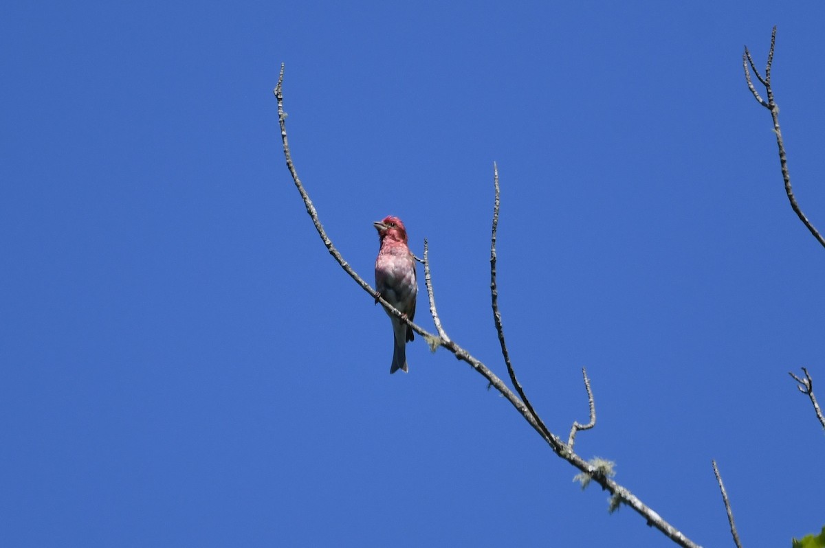 Purple Finch (Eastern) - ML463918501