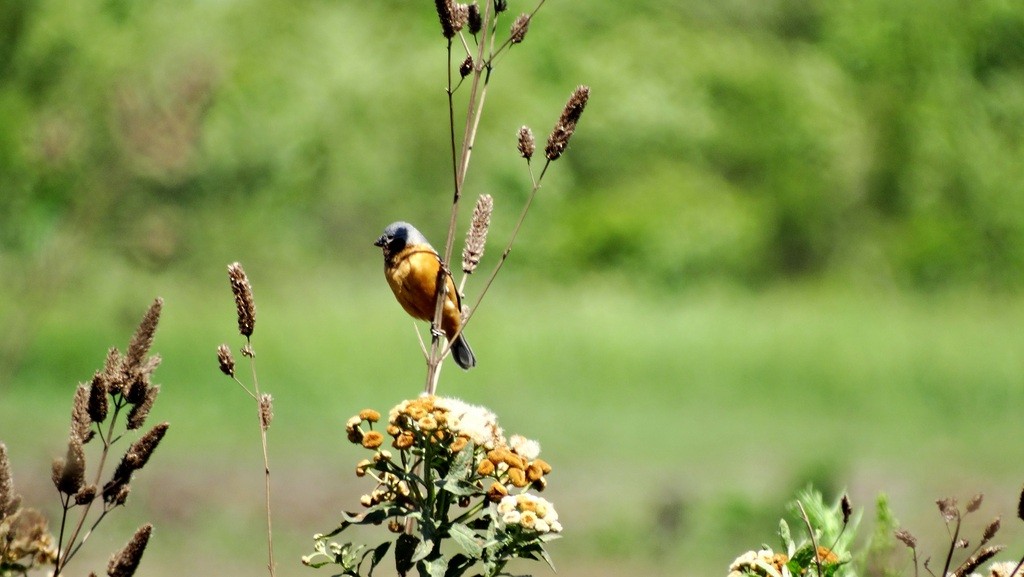 Dark-throated Seedeater - ML46391931