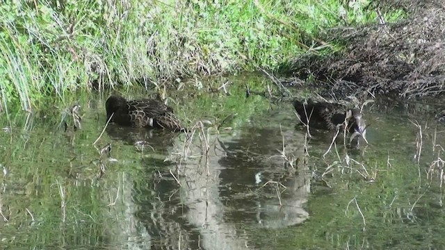 Brown Teal - ML463919501