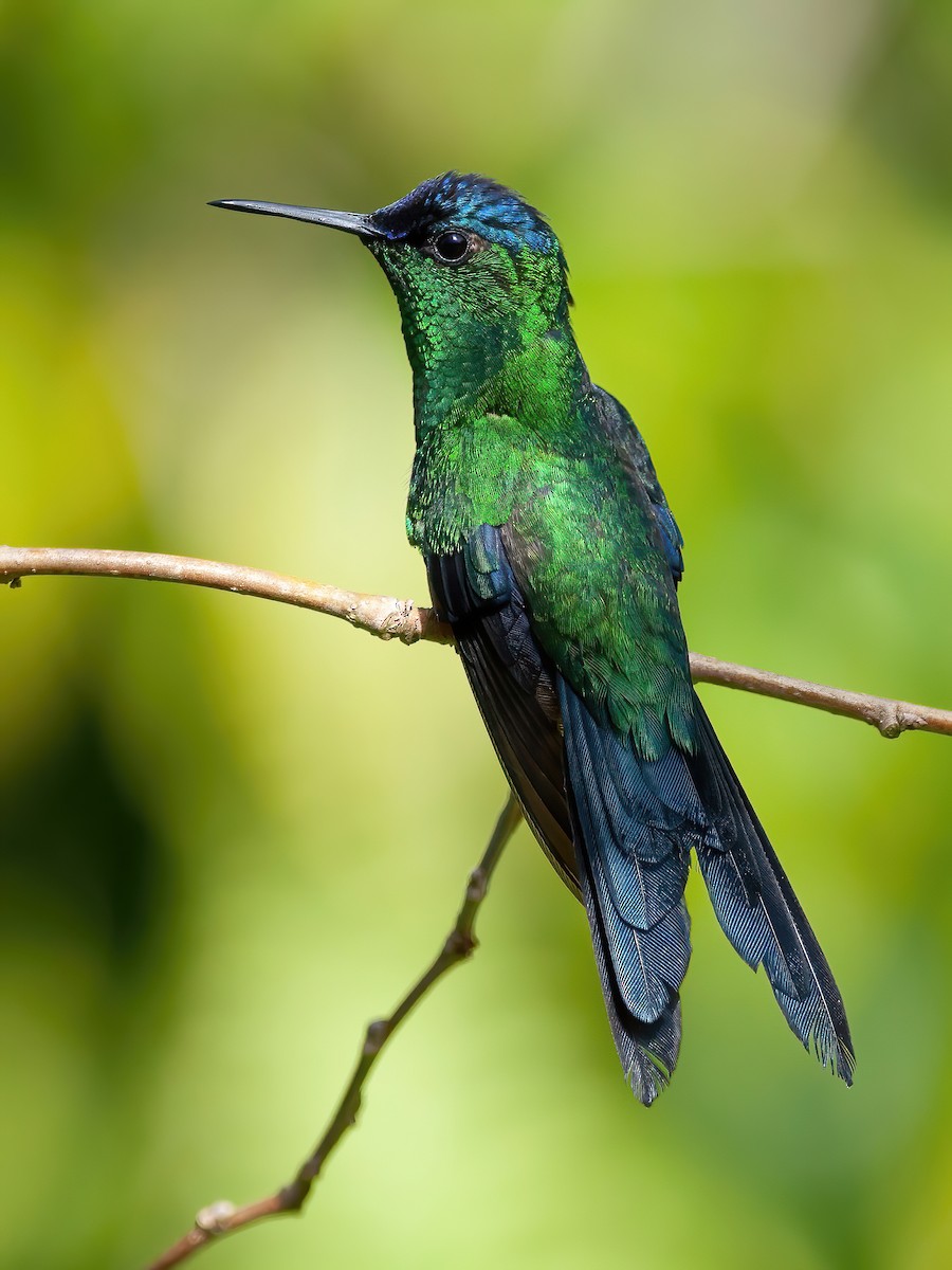 Violet-capped Woodnymph - Raphael Kurz -  Aves do Sul