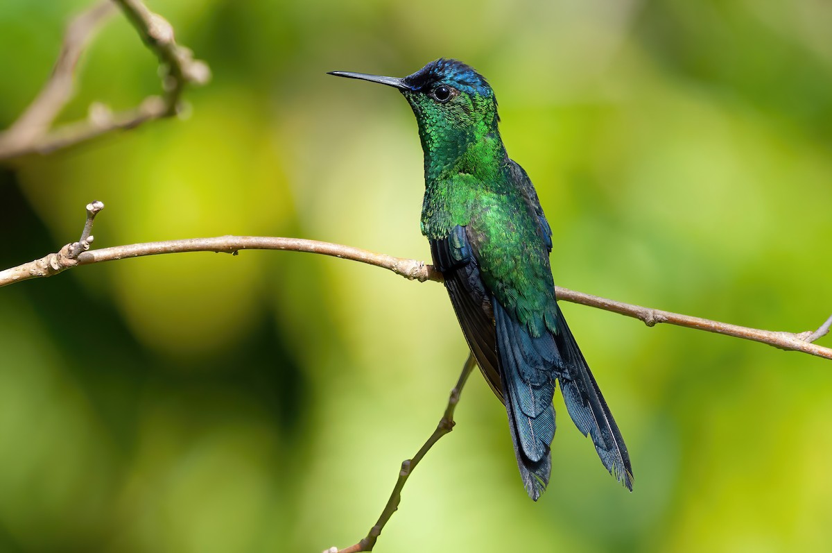 Violet-capped Woodnymph - Raphael Kurz -  Aves do Sul