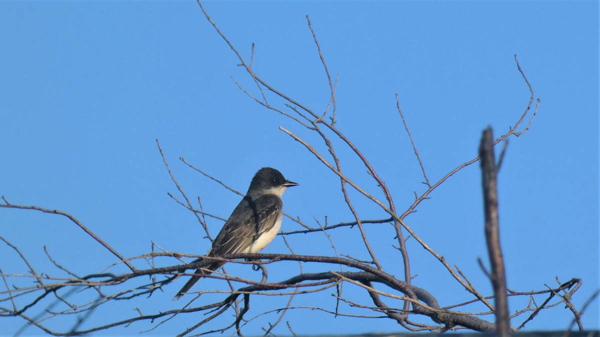 Eastern Kingbird - Claude Deschênes