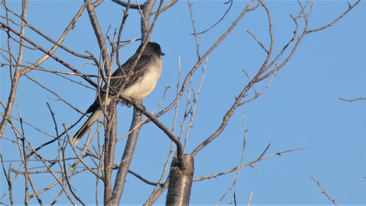 Eastern Kingbird - Claude Deschênes