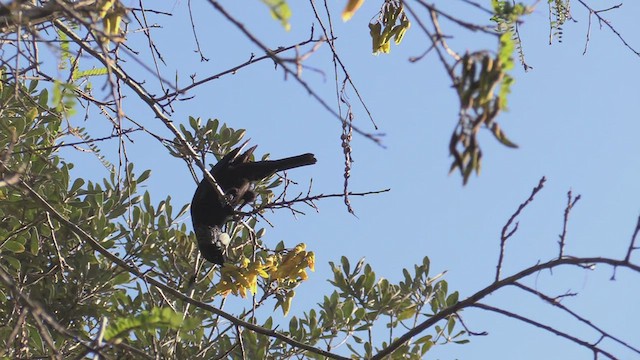 Mielero Tui - ML463920771