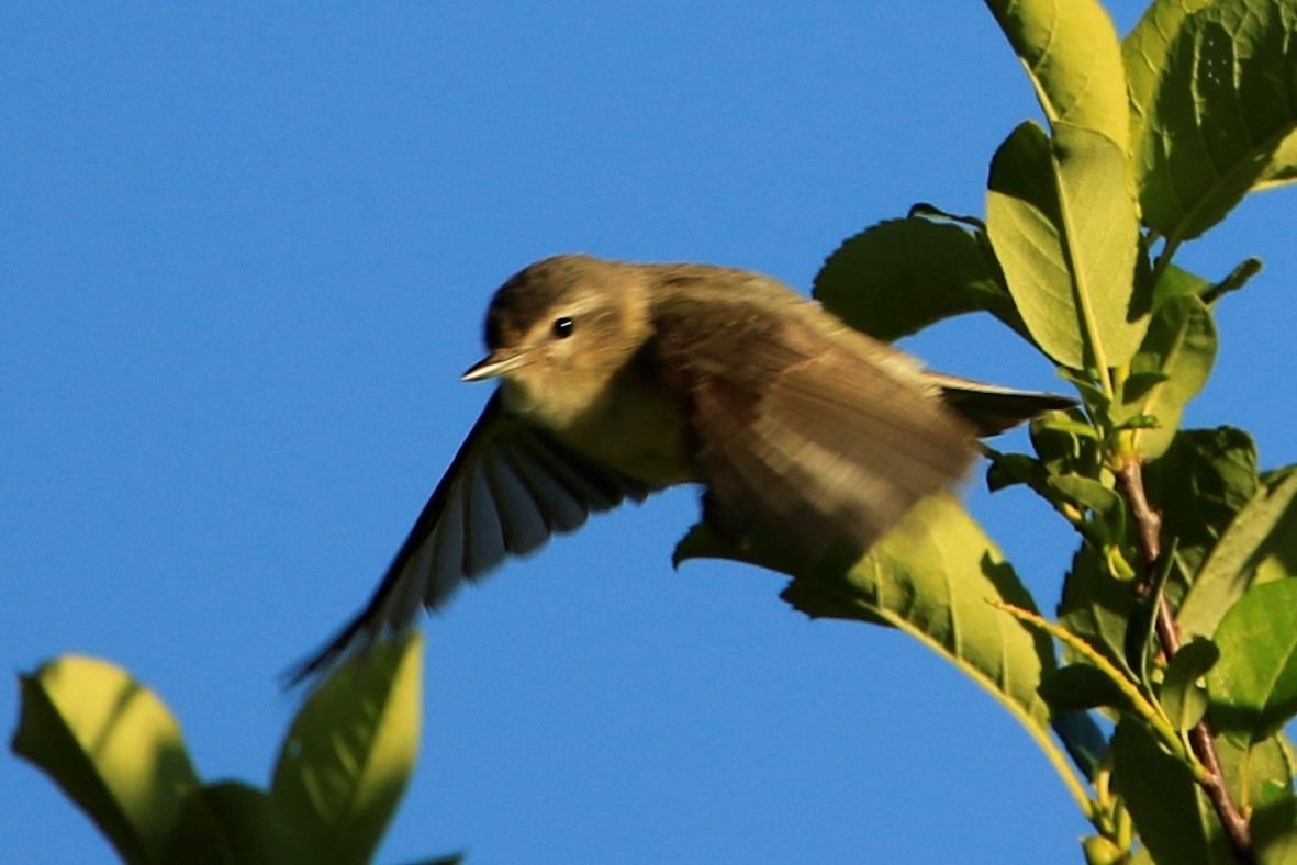 Warbling Vireo - ML463920781