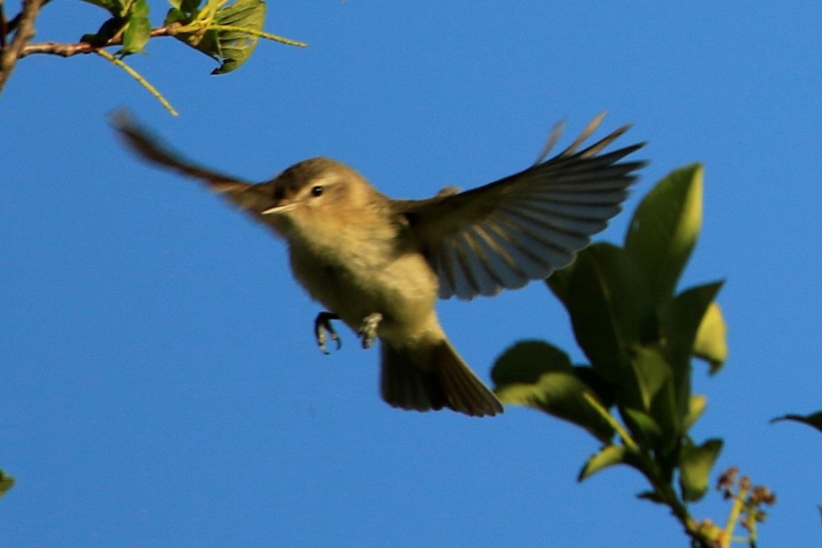Warbling Vireo - ML463920791