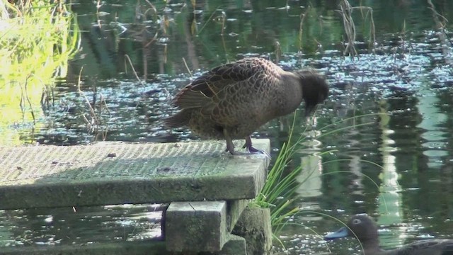 Brown Teal - ML463921021