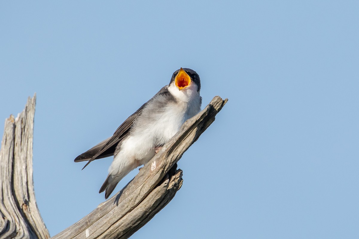Tree Swallow - Louis Bevier