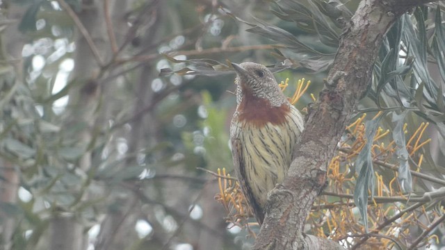 Rufous-necked Wryneck - ML463921161