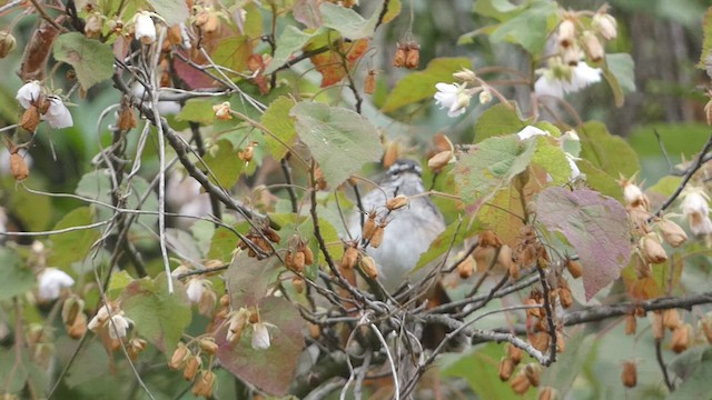 Brown-backed Scrub-Robin - ML463921541