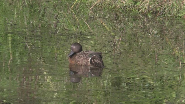 Brown Teal - ML463922981